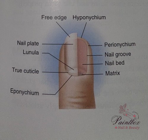 The Nail Matrix Milady Chapter 9 Nail Structure & Growth Flashcards showing the nail matrix.