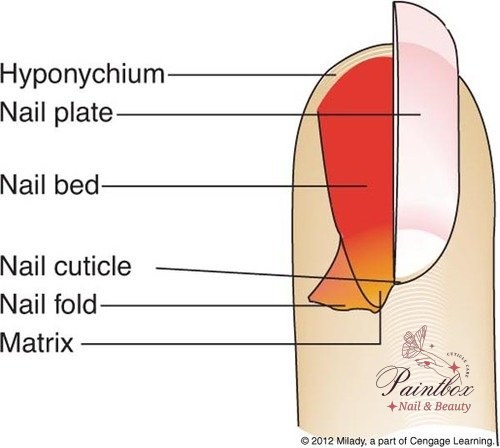The True Cuticle Milady's Nail tech Chapter 8 Flashcards showing dead cuticle tissue.