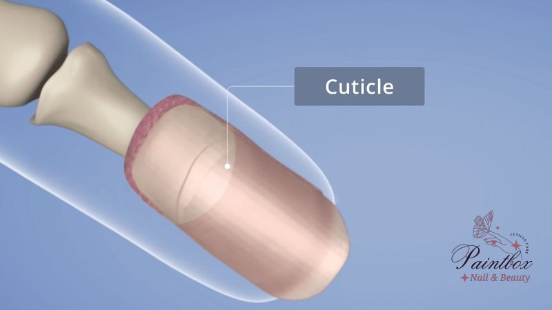 Common cuticle problems and effective solutions