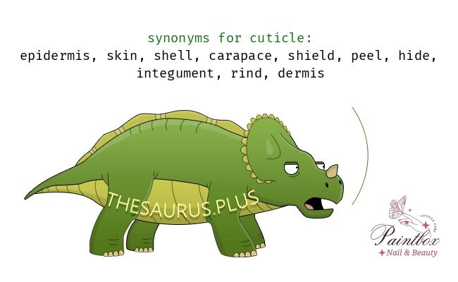 Exploring synonyms for cuticle starting with letter P