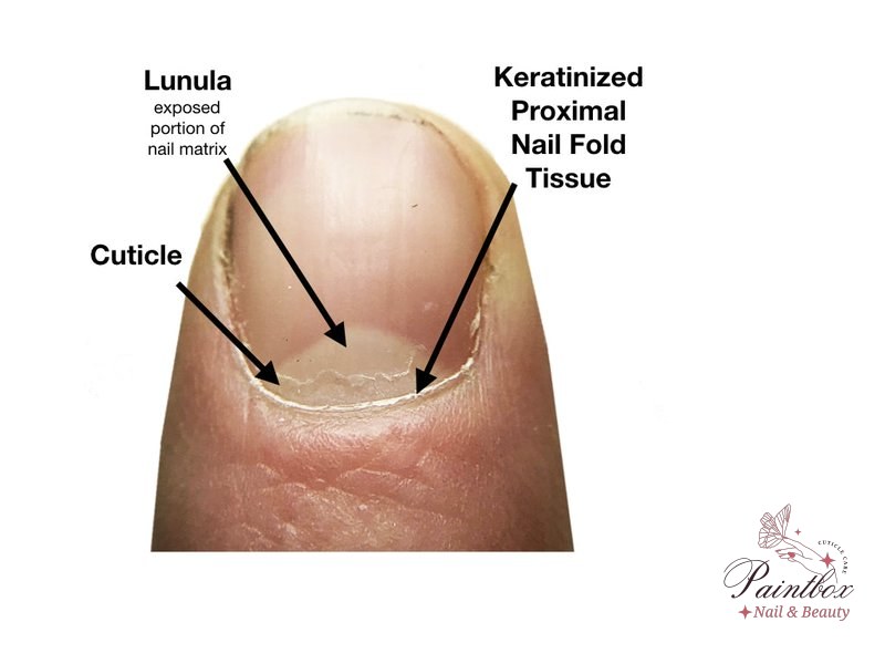 Solutions for dry and brittle cuticles, emphasizing proper removal