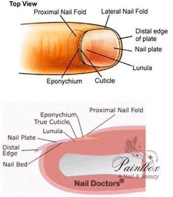 Are you a cutter?! - loodie loodie loodie