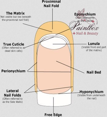 Understanding the difference between the eponychium vs cuticle