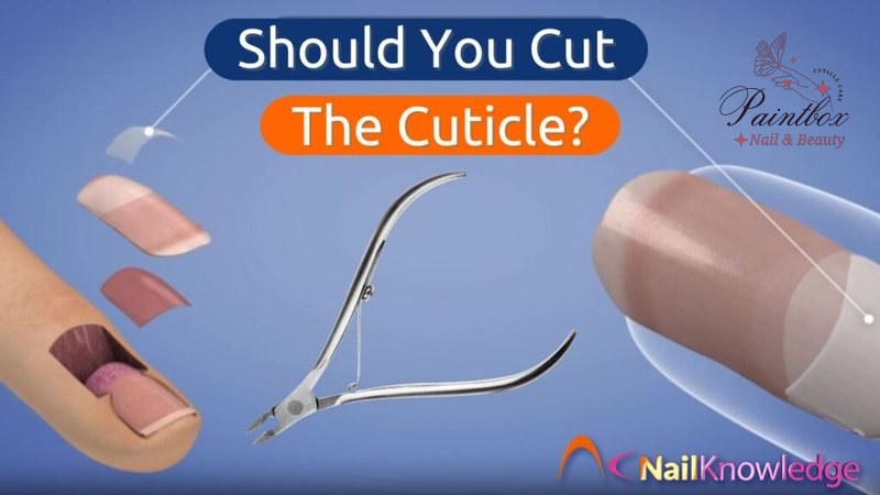 Should You Cut the Cuticle? The Actual Science Behind It