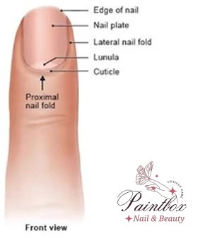 A detailed diagram showing what is the nail cuticle and surrounding structures