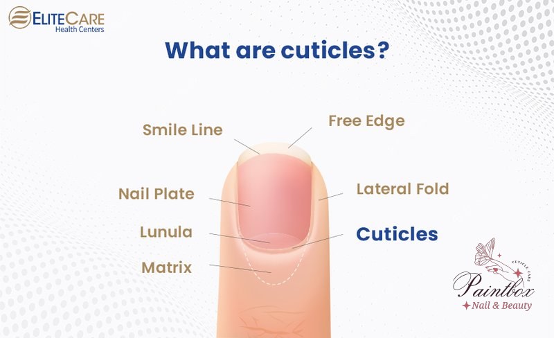 Discovering 5 ways for perfect cuticle care