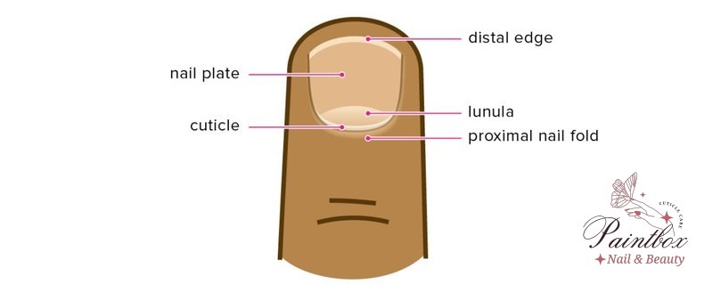 Overgrown cuticles can appear after improper nail care